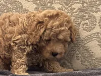 Fonzie(free delivery to Chicago area , a male Cavapoo for sale in Chicago, IL – 6 of 8