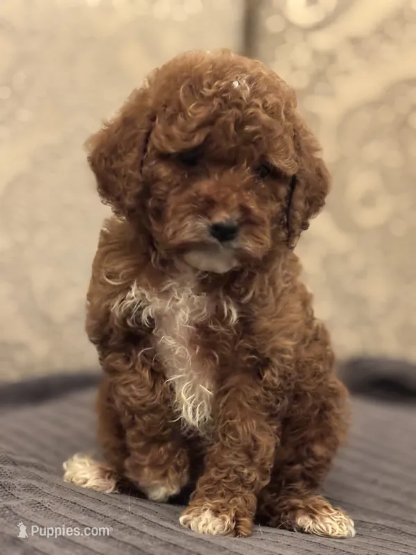 Princess Diana(free delivery to Chicago area – Miniature Goldendoodle puppy for sale in Chicago, IL