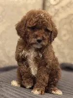 Princess Diana(free delivery to Chicago area, a female Miniature Goldendoodle for sale in Chicago, IL – 1 of 7