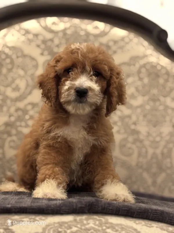 Betty(free delivery to Chicago area – Miniature Goldendoodle puppy for sale in Chicago, IL
