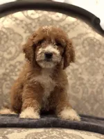 Betty(free delivery to Chicago area, a female Poodle - Standard  and Miniature Goldendoodle for sale in Chicago, IL – 2 of 8