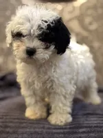 Nemo (free delivery to Chicago , a male Coton de Tulear and Cavalier King Charles Spaniel for sale in Chicago, IL – 8 of 10