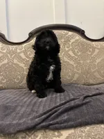 Alvin(free delivery to Chicago area, a male Cavapoo for sale in Chicago, IL – 9 of 9