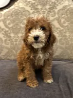 Nemo (free delivery to Chicago , a male Miniature Goldendoodle for sale in Chicago, IL – 7 of 7