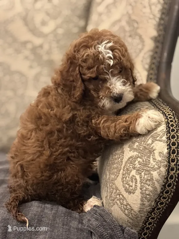 Norman(free delivery to Chicago area – Miniature Goldendoodle puppy for sale in Chicago, IL