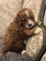 Norman(free delivery to Chicago area, a male Miniature Goldendoodle for sale in Chicago, IL – 2 of 9