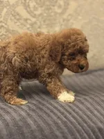 Cami(free delivery to Chicago area, a female Miniature Goldendoodle for sale in Chicago, IL – 8 of 8