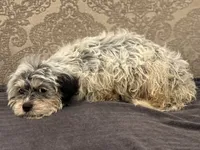 Emily , a female Cavalier King Charles Spaniel and Poodle - Toy  for sale in Chicago, IL – 4 of 8