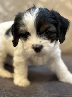 Stevie(free delivery to Chicago area, a male Coton de Tulear and Cavalier King Charles Spaniel for sale in Chicago, IL – 7 of 9