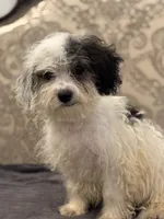 Nemo , a male Cavalier King Charles Spaniel and Poodle - Toy  for sale in Chicago, IL – 7 of 9