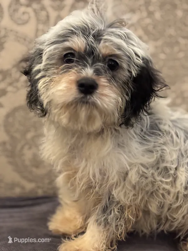Emily  – Coton de Tulear, Cavalier King Charles Spaniel puppy for sale in Chicago, IL