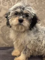 Emily , a female Cavalier King Charles Spaniel and Poodle - Toy  for sale in Chicago, IL – 2 of 8