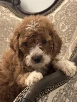 Betty(free delivery to Chicago area, a female Miniature Goldendoodle for sale in Chicago, IL – 5 of 7