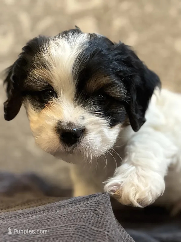 Stevie(free delivery to Chicago area – Coton de Tulear, Cavalier King Charles Spaniel puppy for sale in Chicago, IL