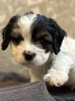 Stevie(free delivery to Chicago area, a male Coton de Tulear and Cavalier King Charles Spaniel for sale in Chicago, IL – 1 of 9
