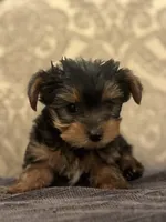 Teddy Bear  (free delivery to Chicago area, a male Yorkshire Terrier for sale in Chicago, IL – 5 of 7