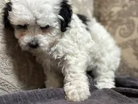 Sofie(free delivery to Chicago area, a female Coton de Tulear and Cavalier King Charles Spaniel for sale in Chicago, IL – 6 of 8