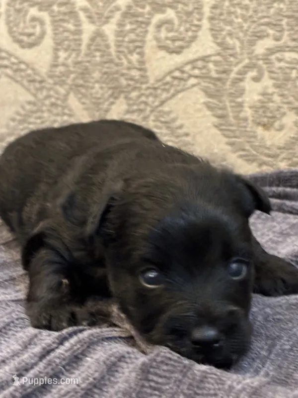 Albert  – Yorkipoo, Yorkshire Terrier puppy for sale in Chicago, IL