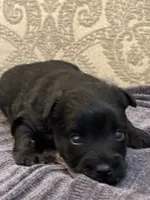Albert , a male Yorkipoo and Yorkshire Terrier for sale in Chicago, IL – 2 of 8