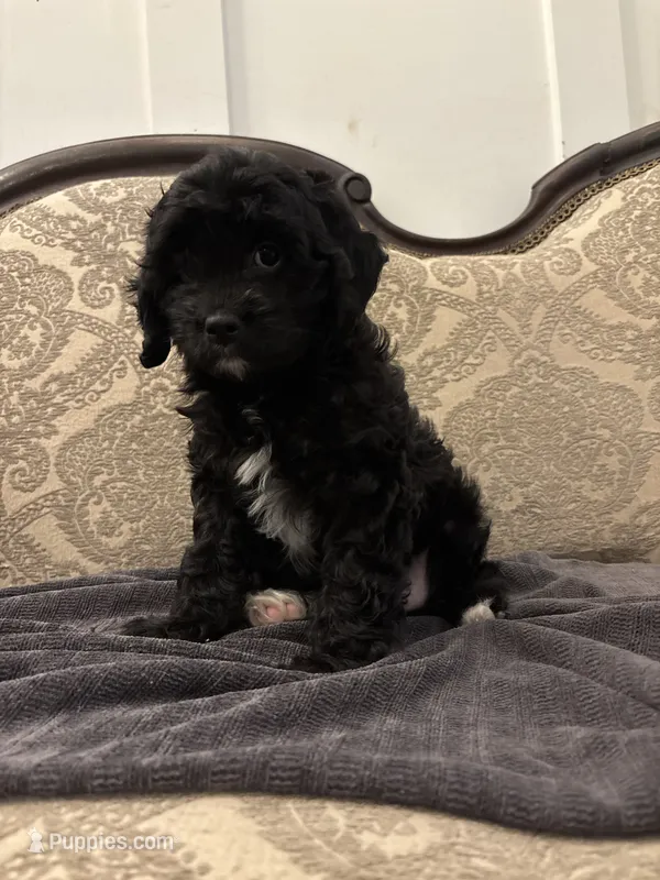 Alvin(free delivery to Chicago area – Cavapoo puppy for sale in Lansing, IL