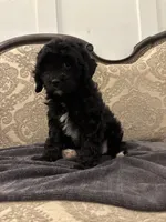 Alvin(free delivery to Chicago area, a male Cavapoo for sale in Chicago, IL – 4 of 9