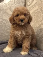 Cami(free delivery to Chicago area, a female Poodle - Miniature  and Miniature Goldendoodle for sale in Chicago, IL – 5 of 9