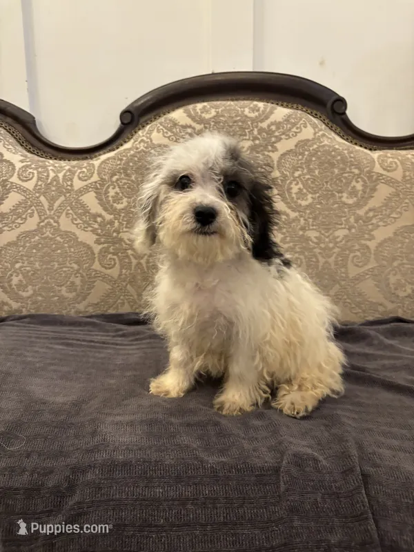 Nemo  – Cavalier King Charles Spaniel, Miniature Goldendoodle puppy for sale in Chicago, IL