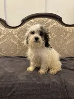 Nemo , a male Cavalier King Charles Spaniel and Poodle - Toy  for sale in Chicago, IL – 9 of 9