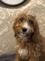 Sara , a female Miniature Goldendoodle for sale in Chicago, IL – 7 of 10