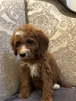 Sara (free delivery to Chicago , a female Miniature Goldendoodle for sale in Chicago, IL – 6 of 6