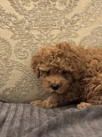 April(free delivery to Chicago area , a female Cavapoo for sale in Chicago, IL – 7 of 8