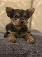 Cami (free delivery to Chicago , a female Yorkshire Terrier for sale in Chicago, IL – 6 of 10