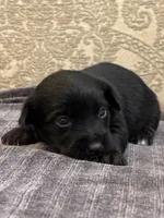 Ricky, a male Yorkipoo and Yorkshire Terrier for sale in Chicago, IL – 6 of 6