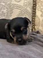 Nemo, a male Yorkipoo and Yorkshire Terrier for sale in Chicago, IL – 2 of 7