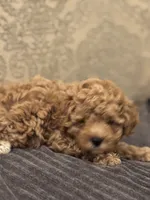 Fonzie(free delivery to Chicago area , a male Cavapoo for sale in Chicago, IL – 5 of 8