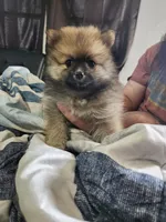 Girl , a female Pomeranian for sale in Cullman, AL – 2 of 3