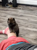 Boy 1, a male Pomeranian for sale in Cullman, AL – 5 of 6