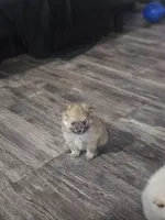 Maple, a female Pomeranian for sale in Cullman, AL – 4 of 4