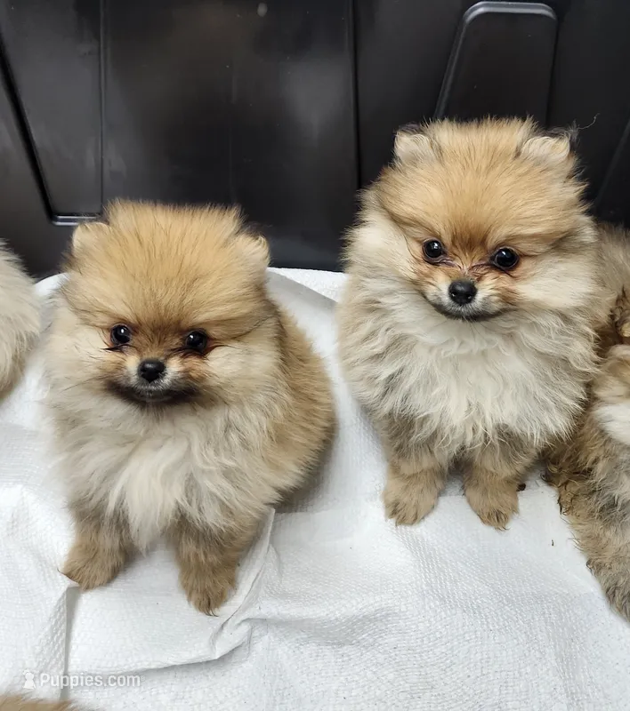 Mini – Pomeranian puppy for sale in Cullman, AL