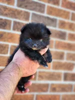 Boy 2, a male Pomeranian for sale in Cullman, AL – 2 of 6