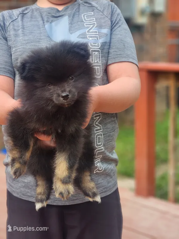 Boy 2 – Pomeranian puppy for sale in Cullman, AL