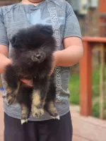 Georgie, a male Pomeranian for sale in Cullman, AL – 1 of 5