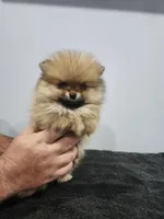 Mini, a female Pomeranian for sale in Cullman, AL – 4 of 6
