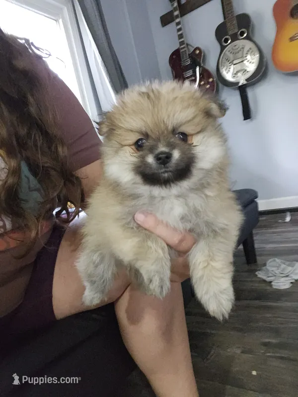 Maple – Pomeranian puppy for sale in Cullman, AL