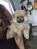 Maple, a female Pomeranian for sale in Cullman, AL – 1 of 4