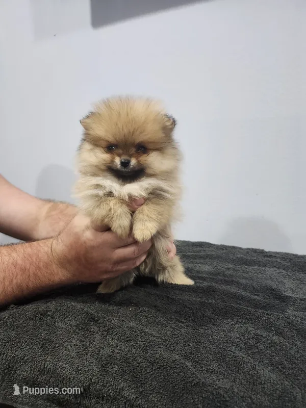 Mini – Pomeranian puppy for sale in Cullman, AL