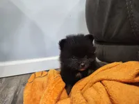 Boy 2, a male Pomeranian for sale in Cullman, AL – 5 of 6