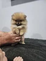 Mini, a female Pomeranian for sale in Cullman, AL – 2 of 6