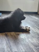 Georgie, a male Pomeranian for sale in Cullman, AL – 3 of 5