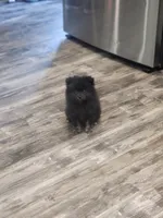 Georgie, a male Pomeranian for sale in Cullman, AL – 5 of 5
